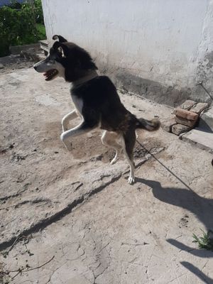 Хаски с голубыми глазами