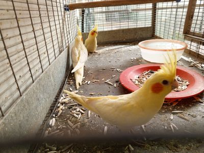 Karella lemon sotiladi maladoy