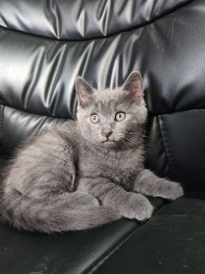 Котёнок Скоттиш Страйт