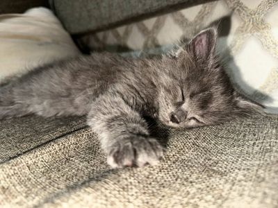 Передержка животных, передержка кошек