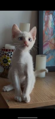 Котенок мальчик очень красивый.