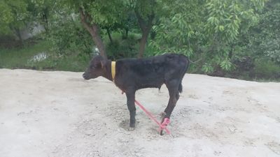 Yeb ichishi garantiya