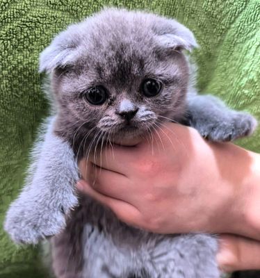 шотландский кошки скотиш фолд и скотиш страйт