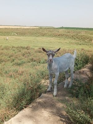 Козлёнок альпийской породы