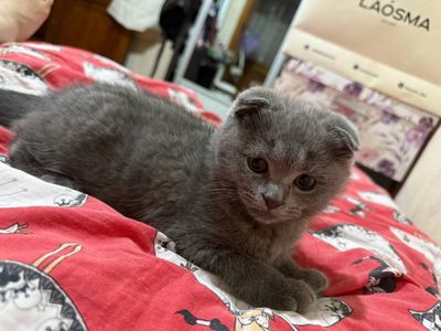 Продается скотиш фолд