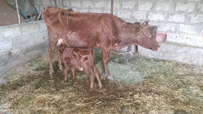 Сигир сотилади боласи букача