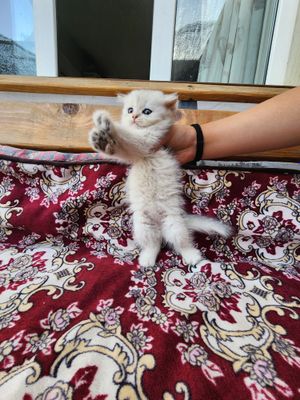 mushuchalarmiz sotiladi tozza zot
