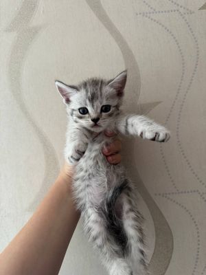 Продаются 5 котят шотландские скотиш страйт и фолд