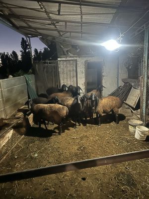 Кучкар сотилади 8 ойлик