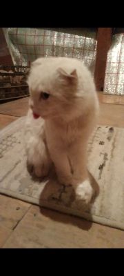 Продается котики