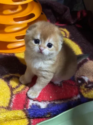Продаются котята Шотландской породы!