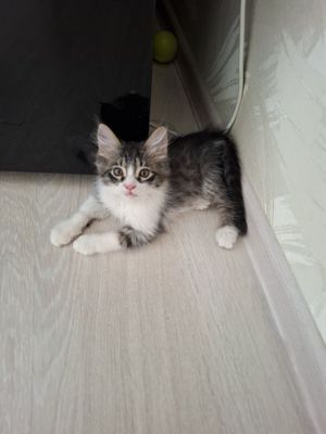 Отдам котика заботливым людям
