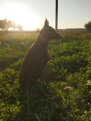 Пародалик кучук сотилади