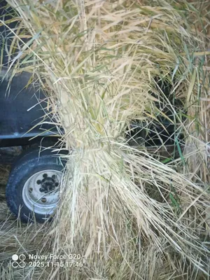 Tom yopish uchun qamish va samon sotiladi