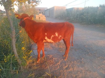 Kal G'unojin sotiladi 9 Mln sog'lom yeb ichishi zo'r