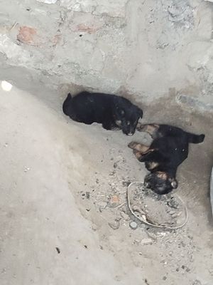 Немис овчаркаси кафолати билан