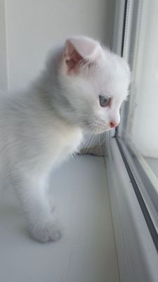 Скоттиш Фолд-Scottish Fold