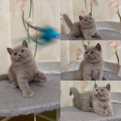 Чистокровные котята британской породы!