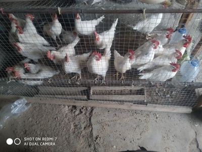 Xoʻroz 110 kunlik 20 ta