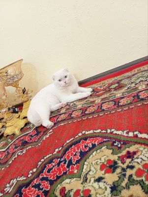 Вязкага киз мушуклар