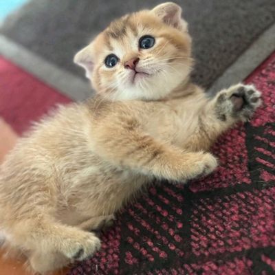 котята золотая шиншилла