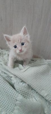 Котёнок мальчик 1,5 месяца