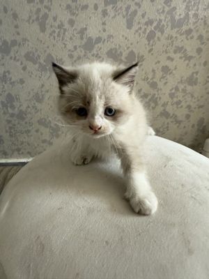 Продам котят 2 месяца породистые ангорка приученные к еде и к лотку