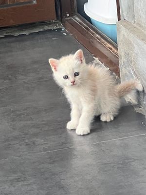 Очаровательный котёнок ищет новый дом!