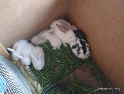 Sotiladgon quyon bor 4 oyligidan kn bollaridanam