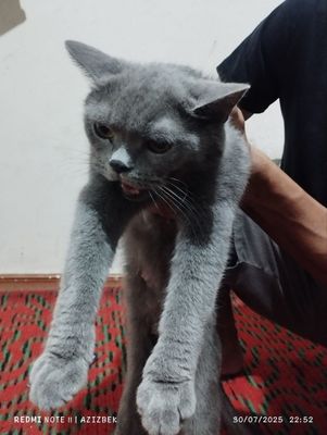 Mushuk sokttish sarayt