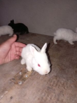 Asalomu alekum quyon bolalari sotiladi