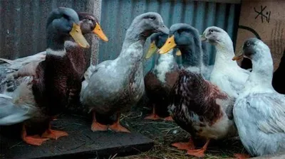 Ўрдаклар сотилади | Утки