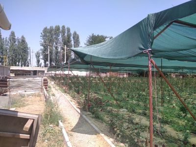 Argʻinda 65 so'tiq yer sotiladi qurilishga ruxsat ham bor