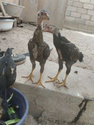 Xurozlar sotiladi