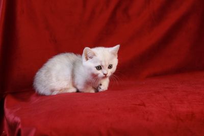 Продаётся чистокровный котёнок породы Манчкин