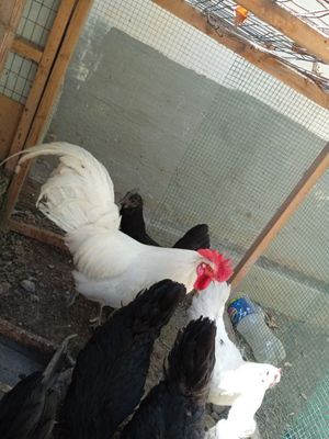 Tovuqlari horoz Horozi 350 min 1 ta