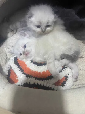 шотландские котята