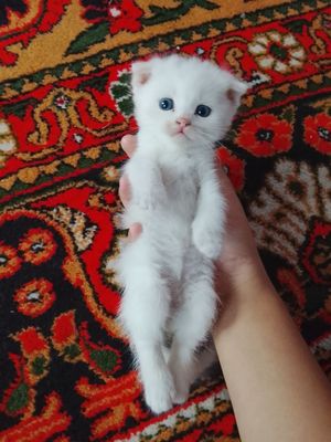 Скоттиш фольдики от правильной вязки