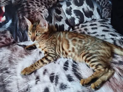 Бенгал киз 04.30.2025й. сотаман.соглом