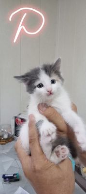 Продаю домашних котят