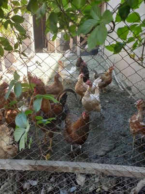 Продаю Кури и курятник