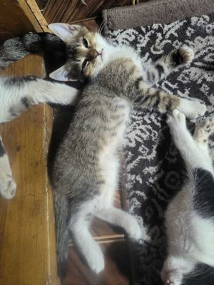 Котята 4 штуки домашние