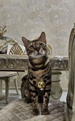 На вязку чистокровный бенгалский кот
