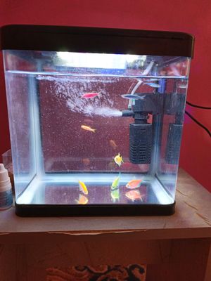 akvarium baliqlari bilan ovqati bilan