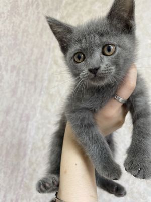 котята породистые