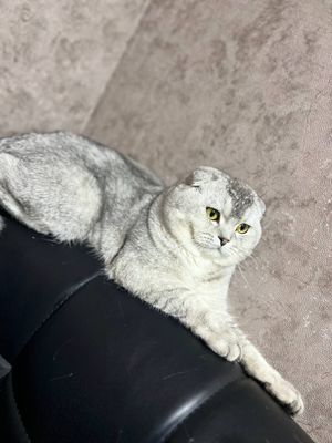 Вязка(насл олиш)