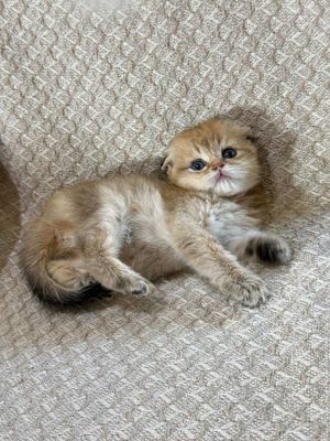 золотой шиншилла скотиш фолд