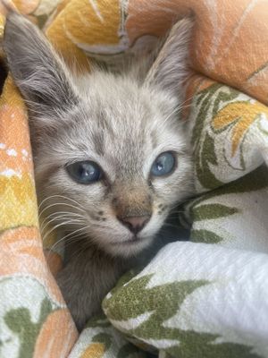 Котенок ласковый,красивый