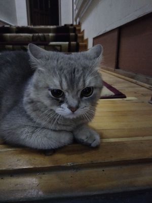 Shinshila strayt sotiladi
