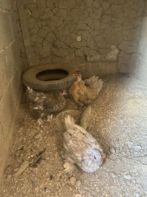японча товукчалар сотилади 3 та хамаси мокионча тухум килади